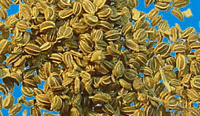 tajagro Ajmud seeds
