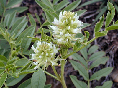 taj agro licorice plants