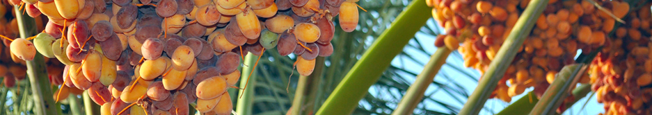 Date-palm-trees