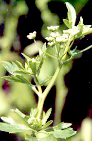 Ajmoda-Plant
