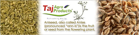 aniseed-top-banner