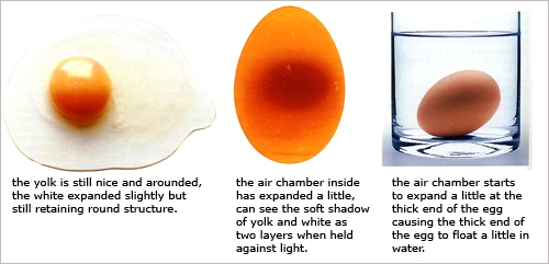 Egg Albume image