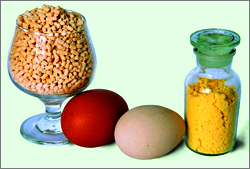 Egg Protein Powder For Taj
