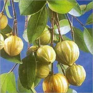 Garcinia-Cambogia-Fruit