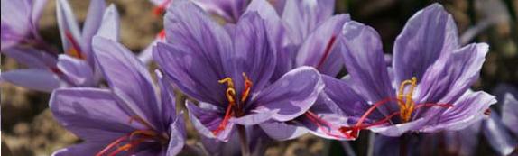 flowers of saffron 