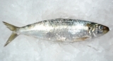 Frozen sardine fish 