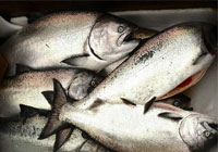 salmon fish exporters
