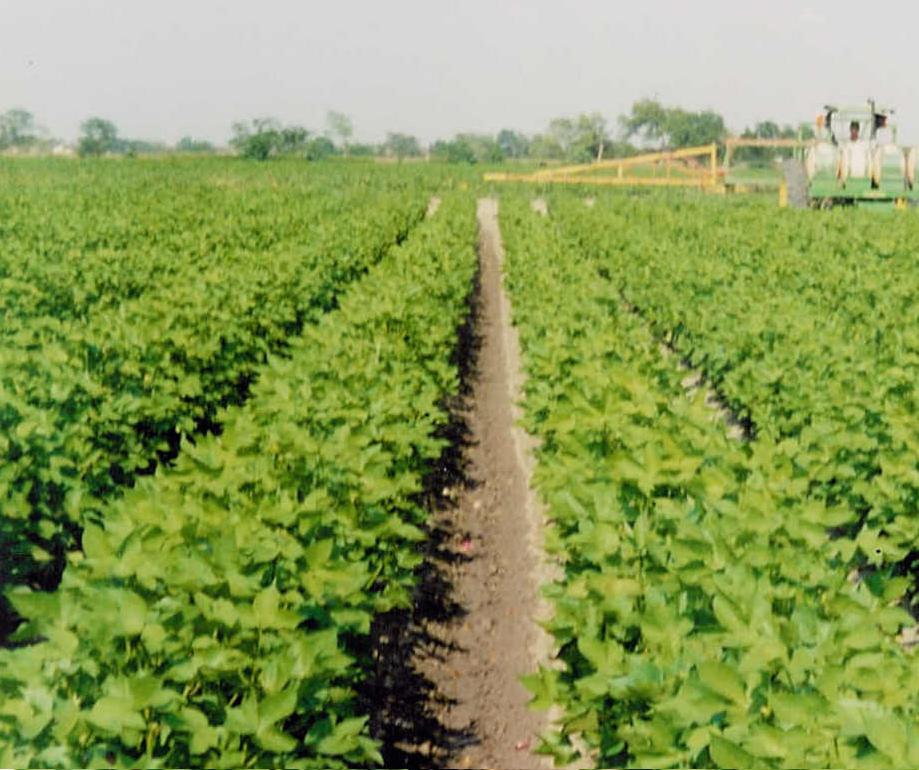 cotton test plot spraying