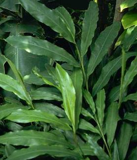 tajagroproducts/images/green cardamom plant