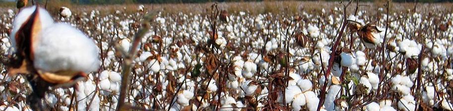 mississippi cotton large
