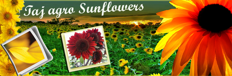 sunflowertitie