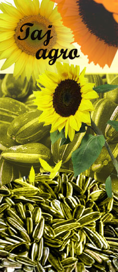 sunflowerimages