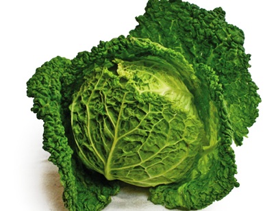 Cabbage savoy