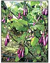 purple cluster brinjal