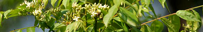 Kadipatta Curry Tree or Sweet Neem leaf