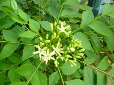 Tahagro sweet neem leaf 