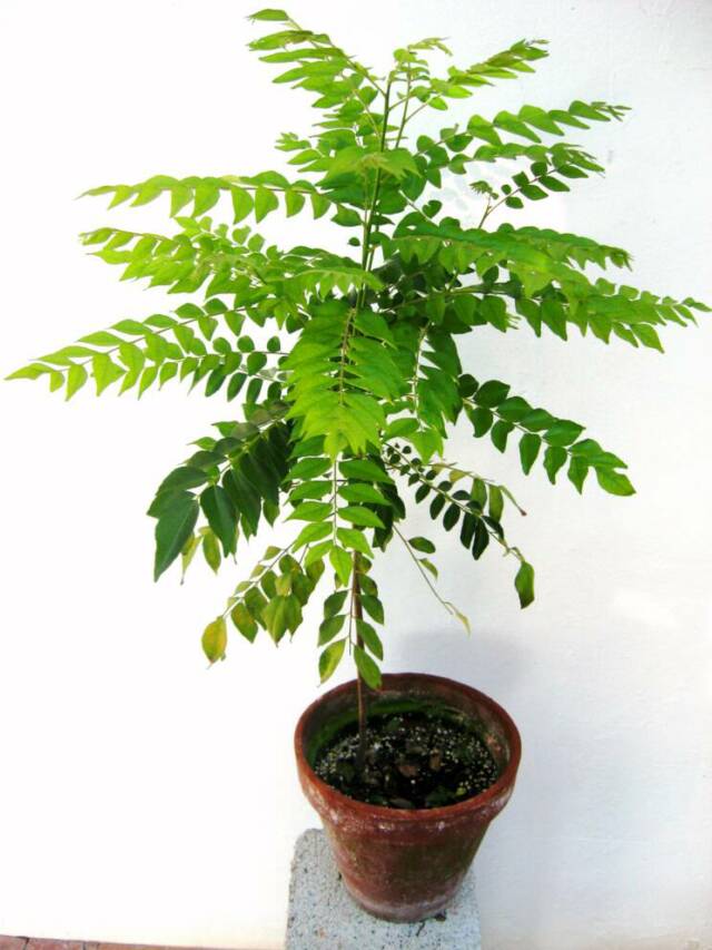 Taj Agro Curry leaf tree