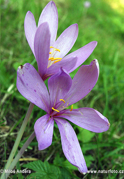Meadow saffron flower