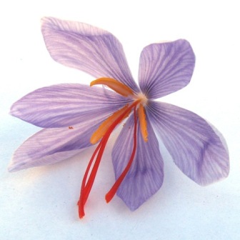 Taj Agro saffron flowers