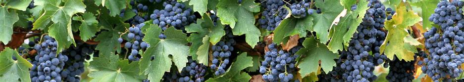 Ornamental Grapes