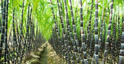 tajagro sugarcane