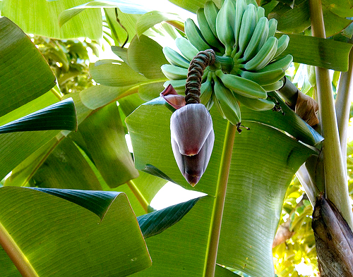 tajagro_Banana-Tree