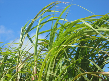 Barbados Sugar Cane