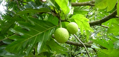 tajagro_Breadfruit-Tree