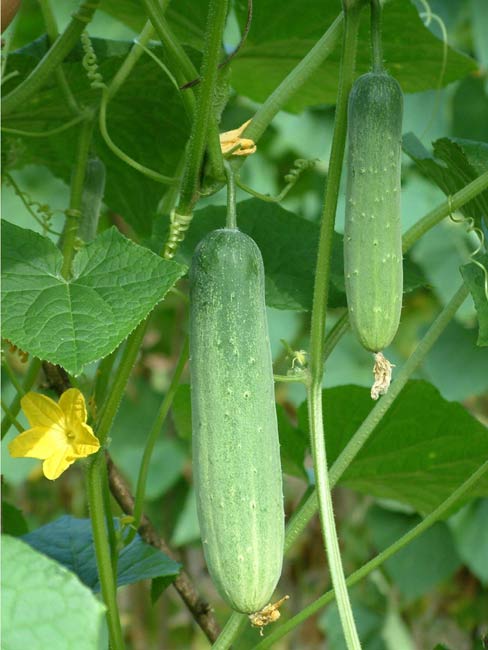 tajagro_Cucumber - Plant