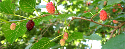 tajagro mulberry leaves