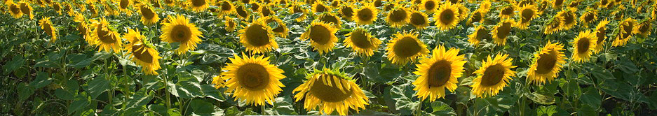 tajagro_Sunflower-field