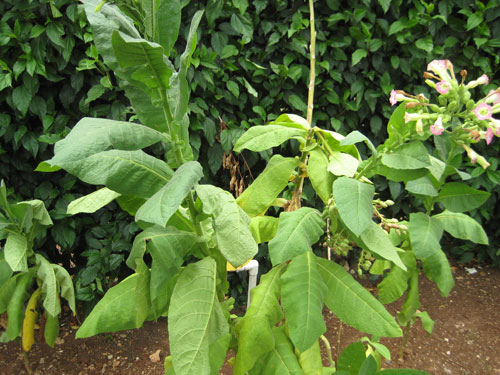 tajagro_Tobacco plant infected