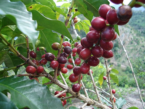 tajagro_coffee-berries