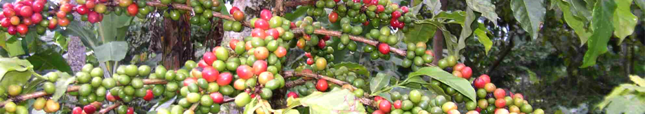 tajagro_coffee-plant