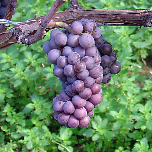 tajagro_grapes