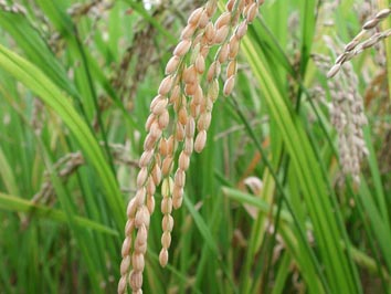 tajagro_rice-plant