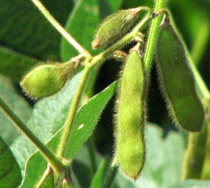 tajagro_soybeansplants