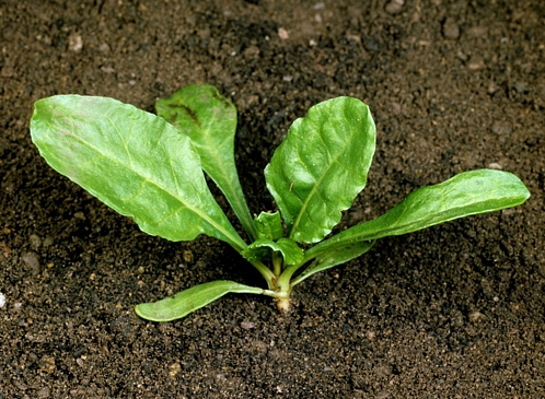 tajagro Seedling sugar beet
