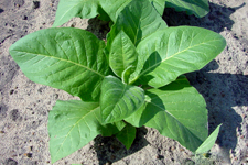tajagro_tobaccoplants