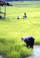 Thai people in rice fields
