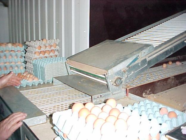 Process involved in egg powder making