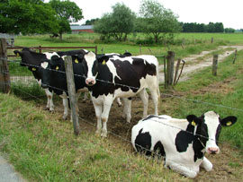  milk cows 