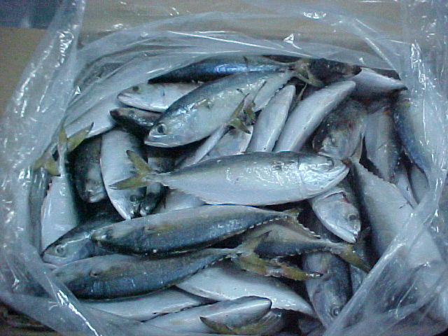 sea food fish 