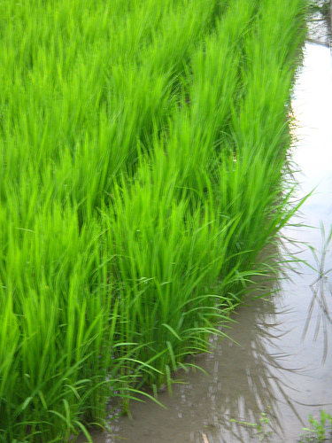 www.tajagroproducts/images/rice_paddie.jpg