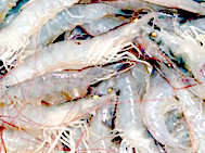 shrimp exporter